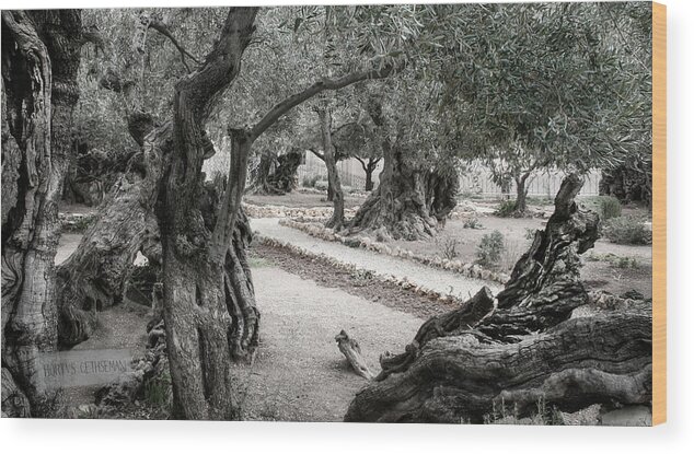 Israel Wood Print featuring the photograph Gethsemane by M Kathleen Warren