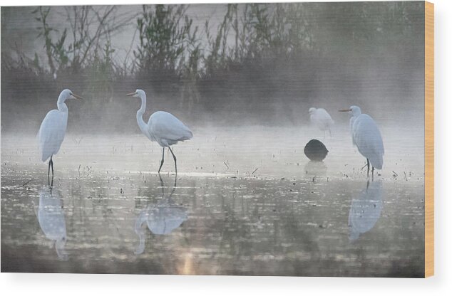 Great Egrets Wood Print featuring the photograph Great Egrets in the Mist 3100-010820 by Tam Ryan