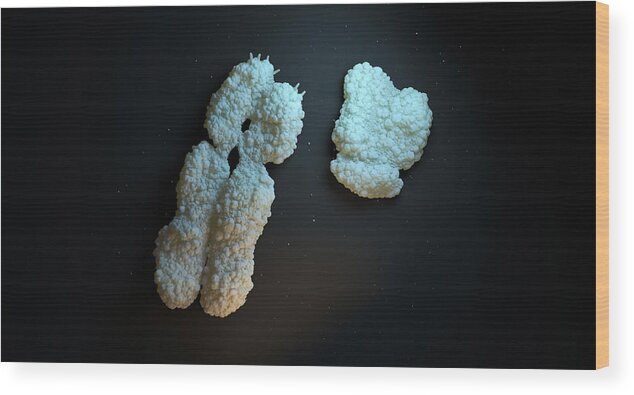 Horizontal Wood Print featuring the photograph Human Chromosome by Firstsignal