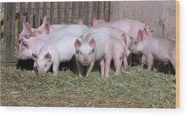 Piglets Wood Print featuring the photograph Lucky Piggies by Kae Cheatham