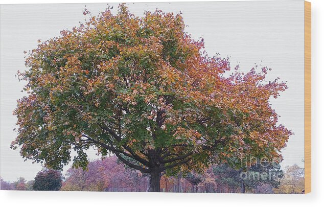 Nature Wood Print featuring the photograph Majestic Tree of the Times by fototaker Tony