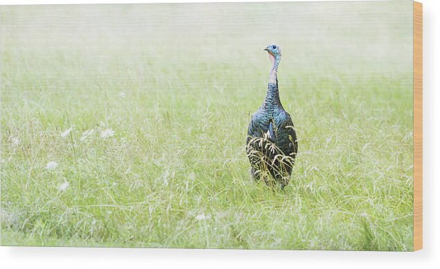 Wild Turkey Wood Print featuring the photograph Morning Visit by Stoneworks Imagery