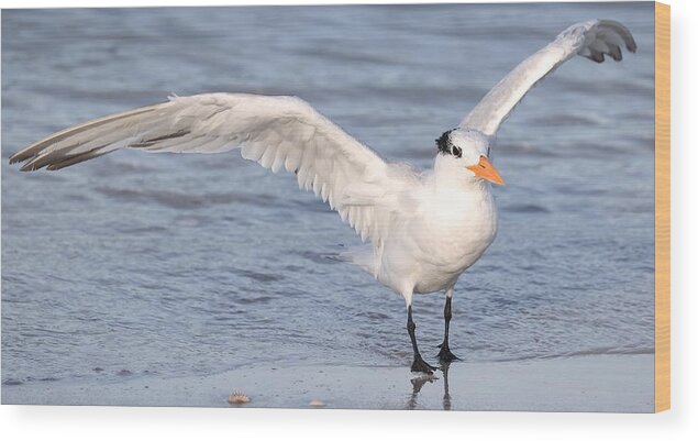 Royal Terns Wood Print featuring the photograph Muscular Wings 2 by Mingming Jiang