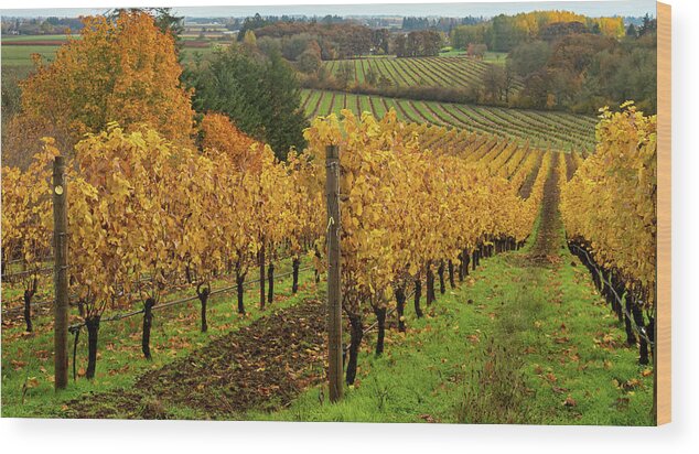 Vineyard Wood Print featuring the photograph Patterns of Fall in the Vineyard by Leslie Struxness