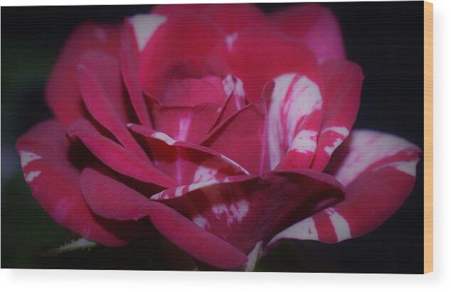 - Red And White Rose Wood Print featuring the photograph - Red and White Rose by THERESA Nye