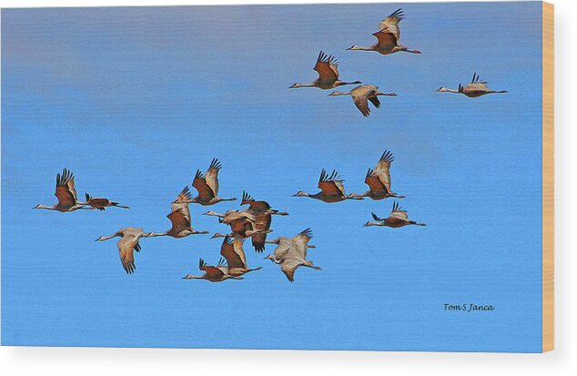 Sandhill Cranes In Flight Wood Print featuring the digital art Sandhill Cranes In Flight by Tom Janca
