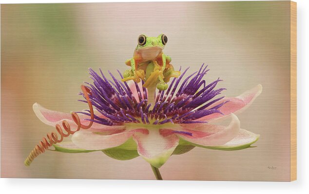 Frog Wood Print featuring the photograph Sitting So Cute by Phyllis Burchett