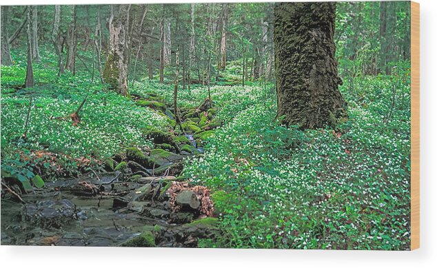 White-fringed Phacelia Wood Print featuring the photograph Spring Carpet 04/16/2006 by Jim Dollar