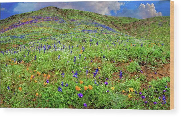 California Wildflowers Wood Print featuring the photograph Spring Wonders in Malibu Panorama by Lynn Bauer