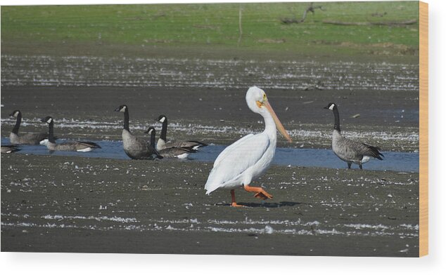 Pelican Wood Print featuring the photograph Step by Step by D Patrick Miller