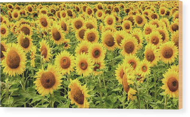Sunflowers Wood Print featuring the photograph Sunflowers As Far As The Eye Can See by Marcy Wielfaert