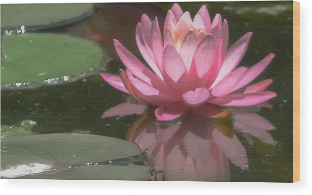 Purity Wood Print featuring the photograph The Pink Lotus by Christina McGoran