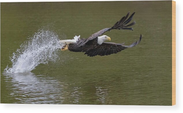 Eagle Wood Print featuring the photograph Wing Power by Art Cole