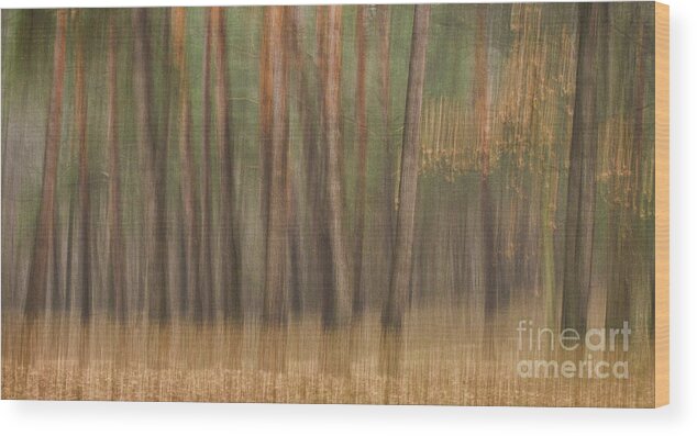 Michigan Wood Print featuring the photograph Woodland Wall Art TR8512 by Mark Graf