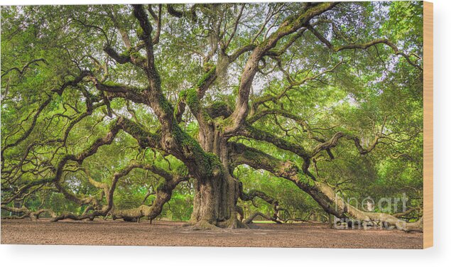 #faatoppicks Wood Print featuring the photograph Angel Oak Tree of Life #2 by Dustin K Ryan