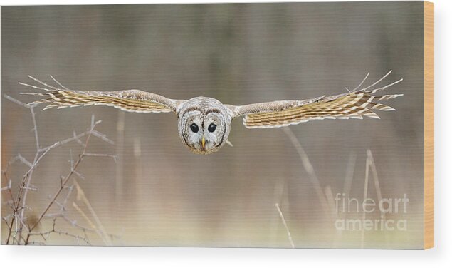 Barred Owl Wood Print featuring the photograph Barred Owl In Flight #5 by Scott Linstead