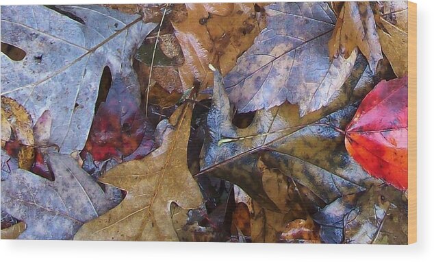 Color Fall Leaf Autumn Connecticut Rain New England Wood Print featuring the photograph Colors Of The Fall #7 by Wolfgang Schweizer