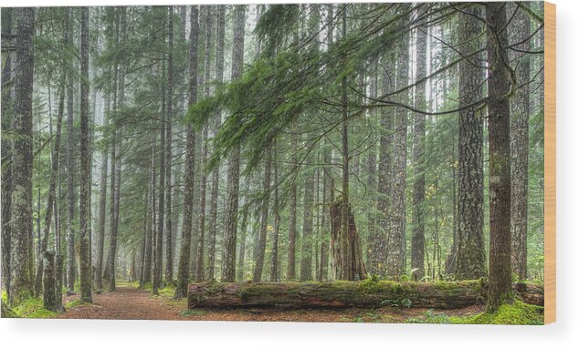 Noren Wood Print featuring the photograph A Walk Through the Forest by Jean Noren