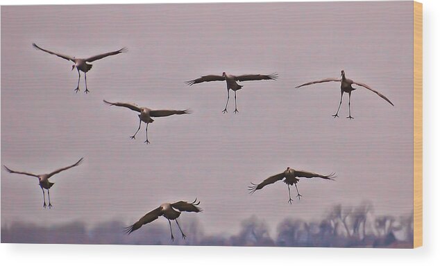 Cranes Wood Print featuring the photograph Are You Sure this is the Spot by Don Schwartz