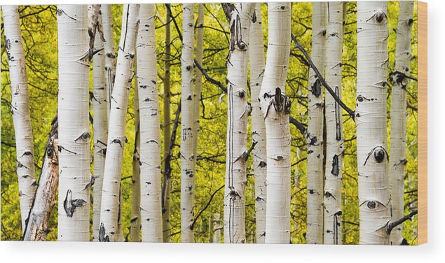 Aspen Wood Print featuring the photograph Aspens by Chad Dutson