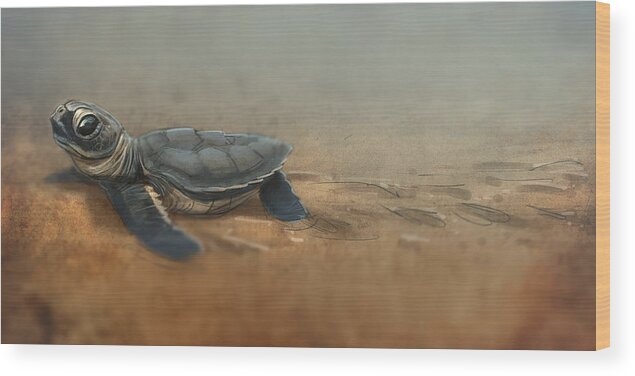 Sea Turtle Wood Print featuring the digital art Baby Turtle by Aaron Blaise