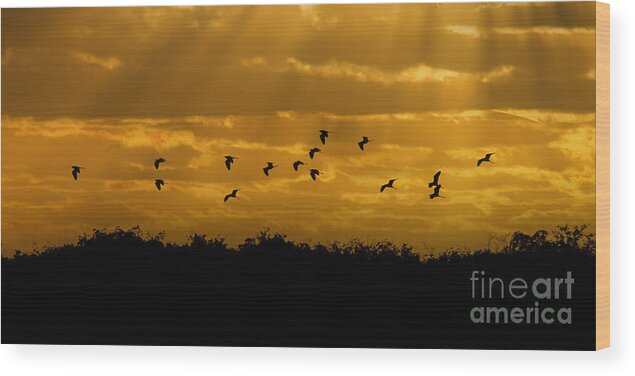 Everglades Wood Print featuring the photograph Birds coming back to roost at sunset by Dan Friend