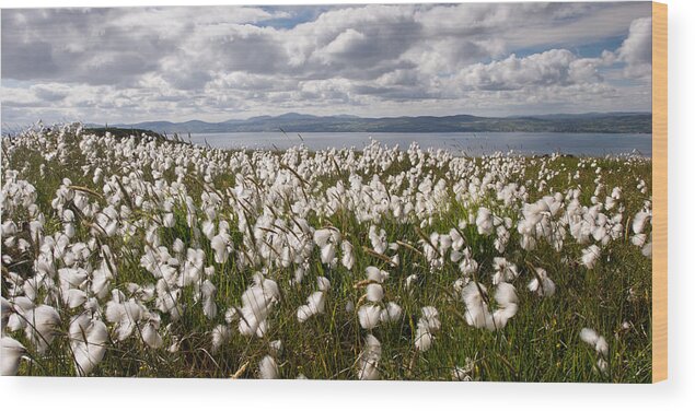 Binevenagh Wood Print featuring the photograph Bog Cotton on Binevenagh by Nigel R Bell