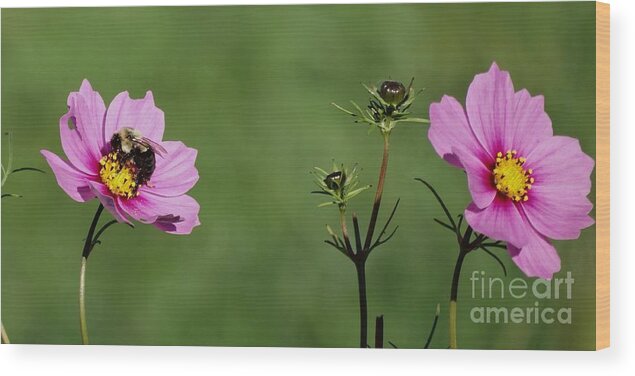 Cosmos Wood Print featuring the photograph Cosmos Duet in Bee Minor by J L Zarek