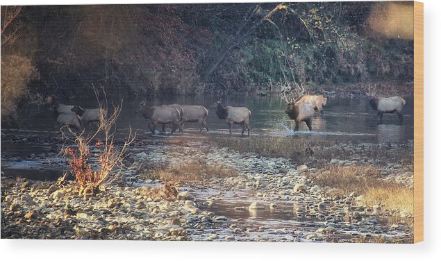 Elk Wood Print featuring the photograph Elk Crossing the Buffalo River by Michael Dougherty