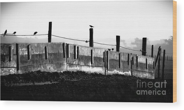 Animals Wood Print featuring the photograph Fence and Birds by Jo Ann Tomaselli