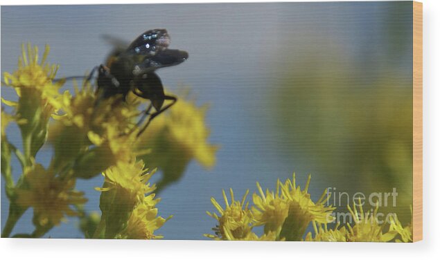 Flower Wood Print featuring the photograph Field Dance by Linda Shafer
