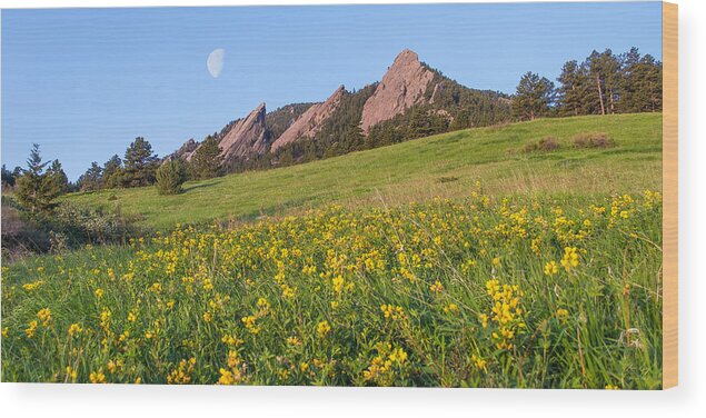 Flatirons Wood Print featuring the photograph Flatiron Flowers by Aaron Spong