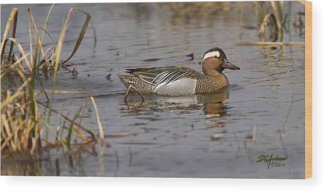 Duck Wood Print featuring the photograph Garganey in Wisconsin by Don Anderson