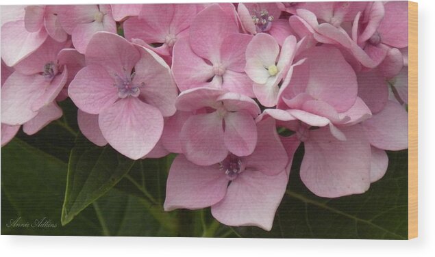 Hydrangea Wood Print featuring the photograph Hydrangea by Annie Adkins