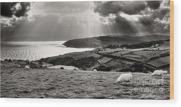 Grazing Sheep Wood Print featuring the photograph Irish Sea and Coast by Thomas R Fletcher