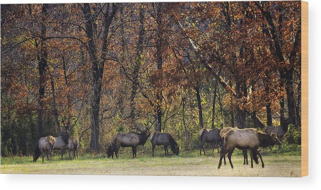 Elk Wood Print featuring the photograph Late Rut Elk Herd at Sunrise by Michael Dougherty