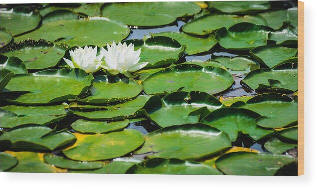 2014 Wood Print featuring the photograph Lily Pads by Alan Marlowe