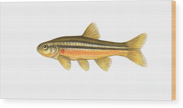 Northern Redbelly Dace Wood Print featuring the photograph Northern Redbelly Dace by Carlyn Iverson