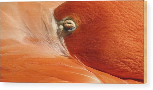 Flamingo Wood Print featuring the photograph Flamingo Orange Eye by Bob Slitzan