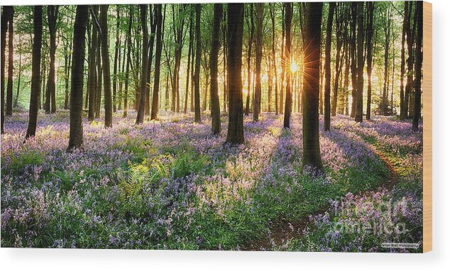 Flower Wood Print featuring the photograph Sunrise path through bluebell woods by Simon Bratt