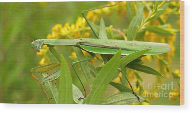 Insect Wood Print featuring the photograph Praying Mantis in September by Anna Lisa Yoder