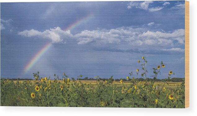 Kansas Wood Print featuring the photograph Rainbow over sunflowers by Rob Graham