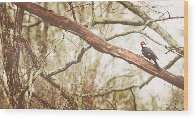 Pileated Woodpecker Wood Print featuring the photograph Resting by Kathleen Stevens Moore