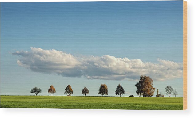 Tranquility Wood Print featuring the photograph Row Of Trees by Thomas Winz