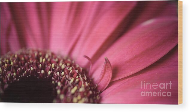 2x1 Wood Print featuring the photograph Soft Pink Gerbera Blossom by Hannes Cmarits