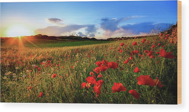 Tranquility Wood Print featuring the photograph Spain, Menorca, Field Of Poppy Flowers by Westend61