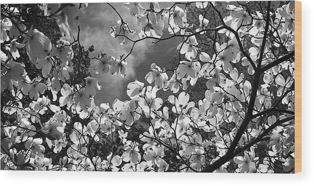 Black And White Wood Print featuring the photograph Spring Dogwood -1 by Alan Hausenflock