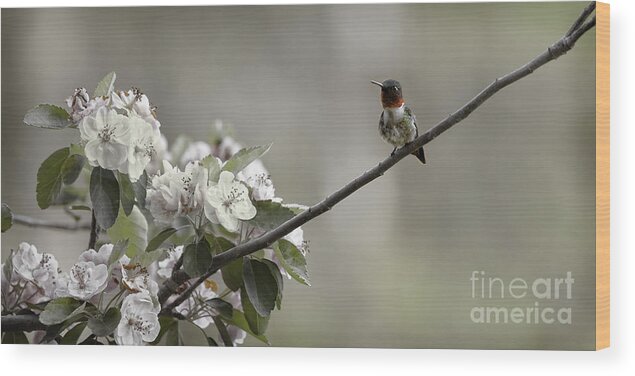 Hummingbird Wood Print featuring the photograph Stilllife by Jan Killian
