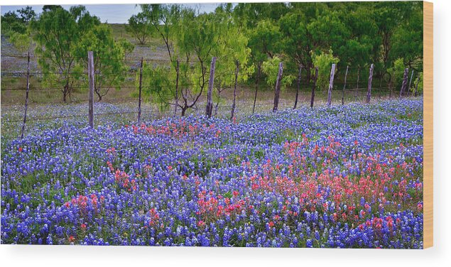 Texas Bluebonnets Wood Print featuring the photograph Texas Roadside Heaven -Bluebonnets paintbrush Wildflowers Landscape by Jon Holiday