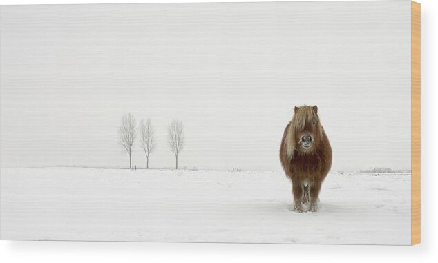 Horse Wood Print featuring the photograph The Cold Pony by Gert Van Den